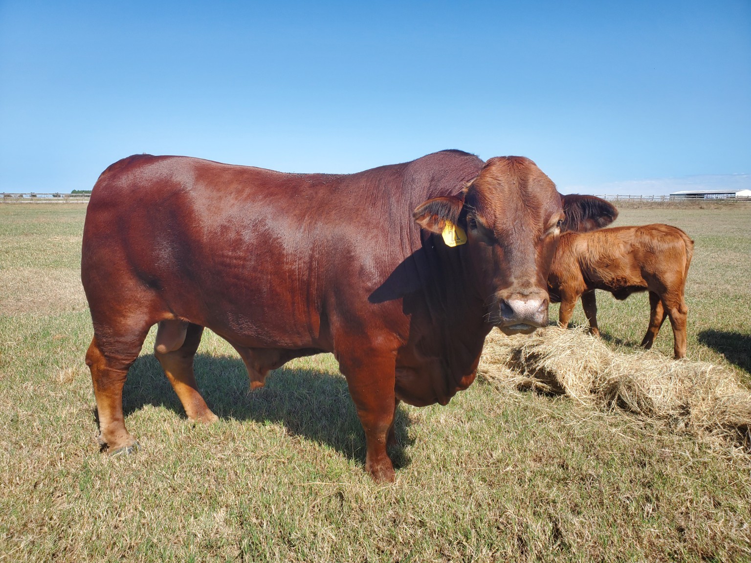 Allred Ranch’s red Beefmaster bull standing in the pasture