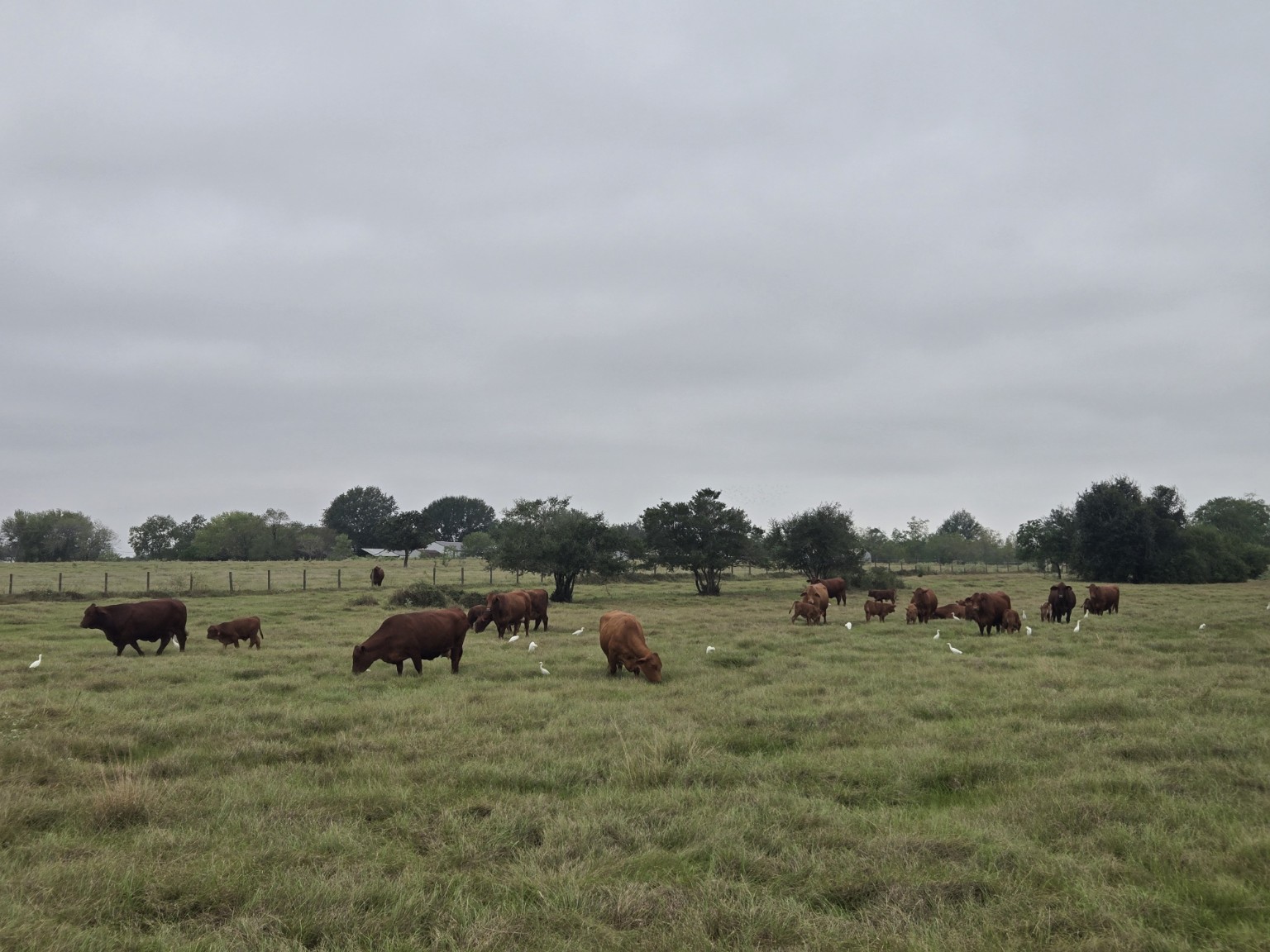 Allred Ranch cattle and calves grazing in a pasture with white birds among the herd