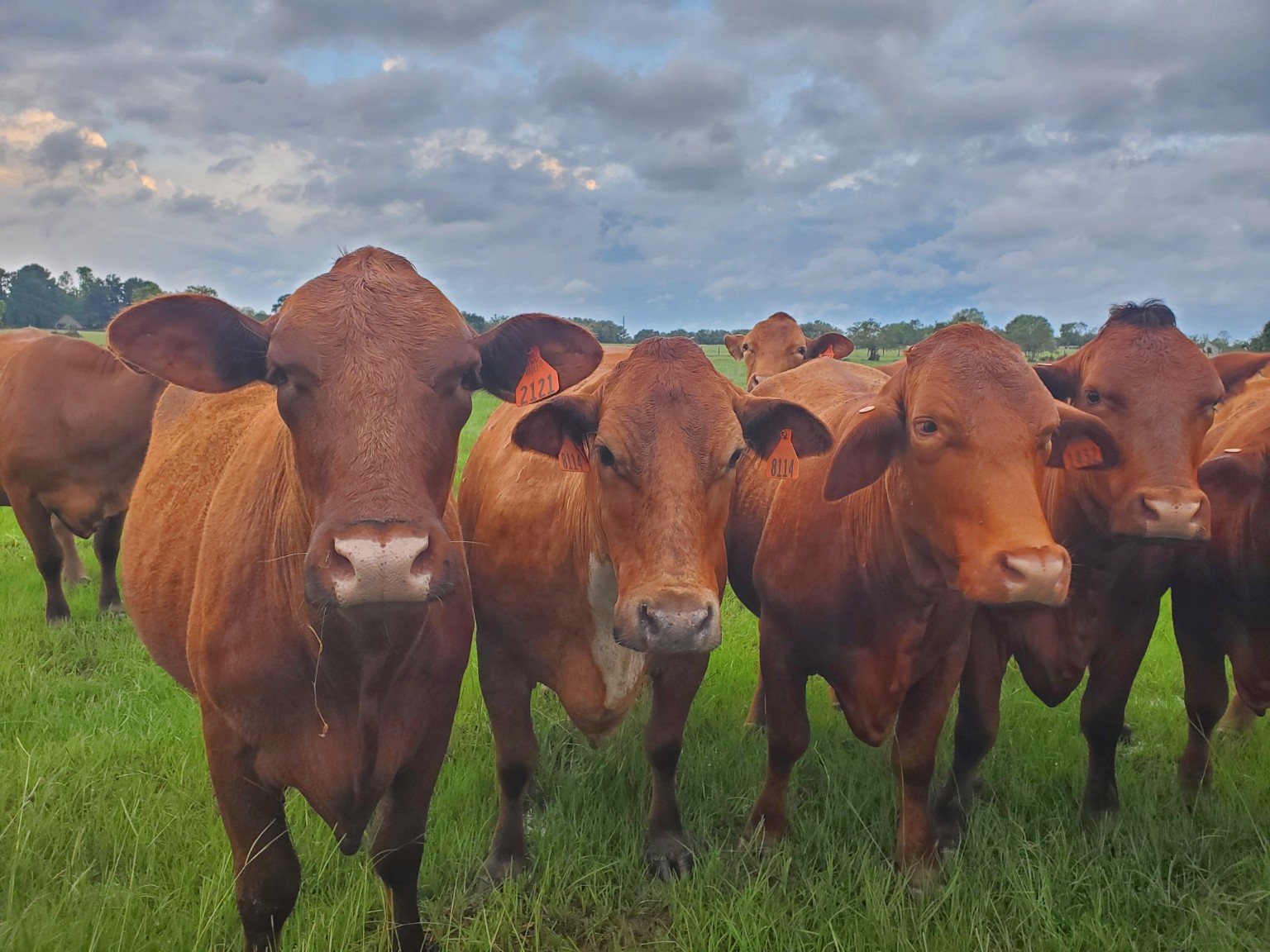 A group of red Beefmaster females from Allred Ranch’s maternal line standing together in a green pasture