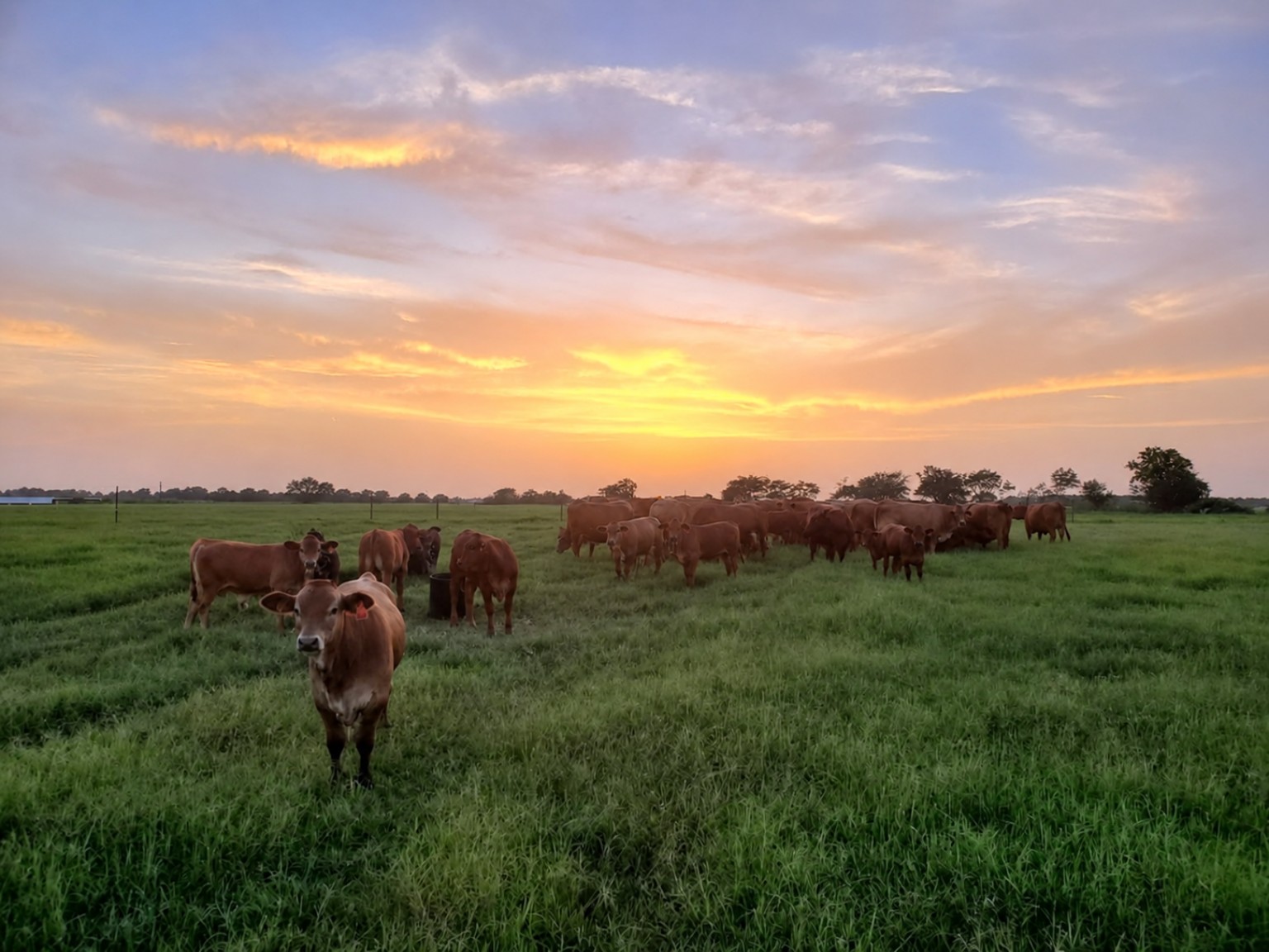 Allred Ranch cattle in a green pasture beneath a glowing sunset